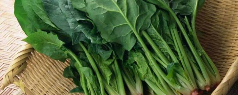 菠菜长什么样子（菠菜长什么样子算老了的样子）