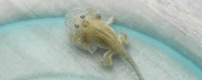 猫眼珍珠蛙怎么分公母（猫眼珍珠蛙长什么样）