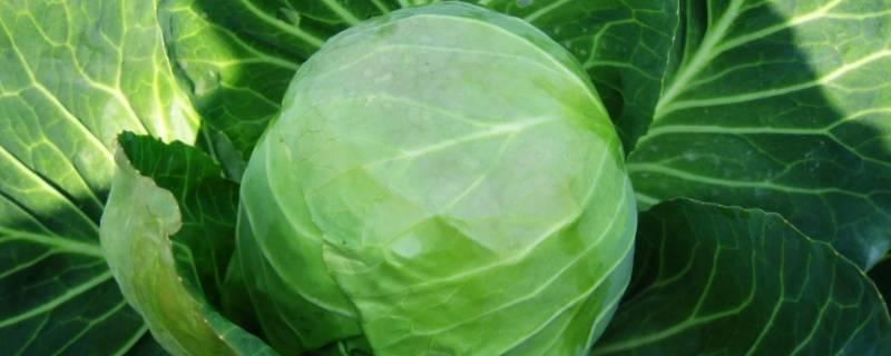 绿甘蓝淀粉高吗 绿甘蓝含糖量高吗