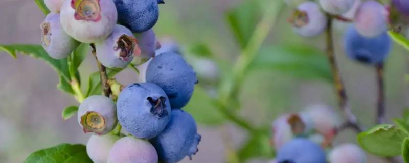 云南蓝莓和四川蓝莓有什么区别（四川有蓝莓吗）