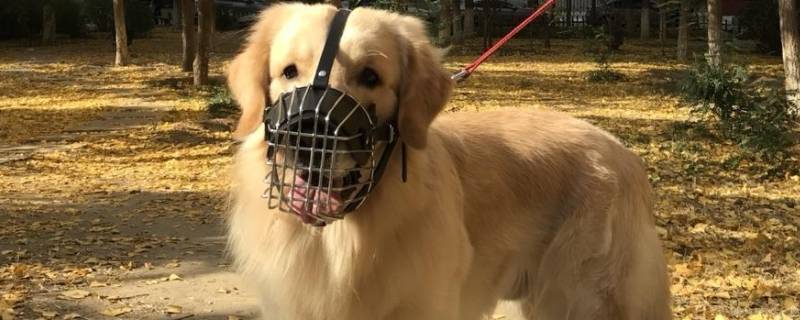 上海金毛出门要带嘴套吗（金毛幼犬带嘴套可以吗）