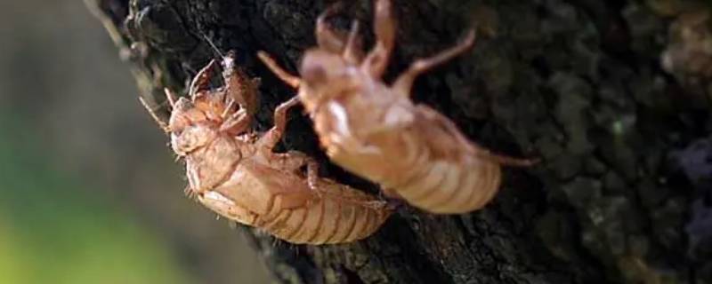 灵芝与蝉蜕的寓意（蝉蜕的作用是什么）