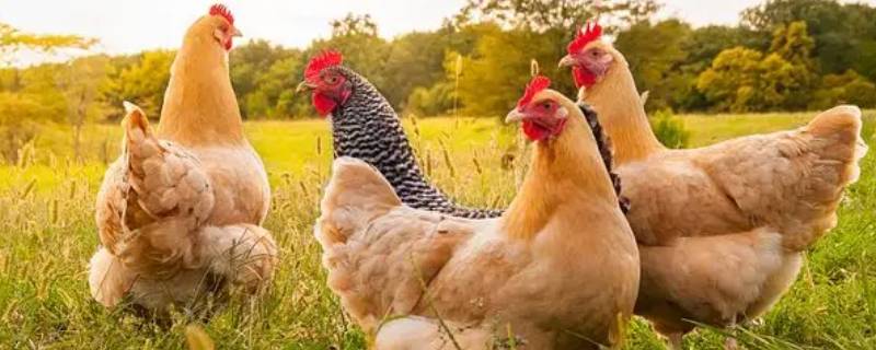 卢龙有鸡吗（卢龙有什么）