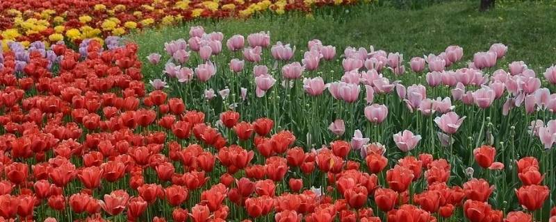 去厦门植物园可以用临时身份证吗