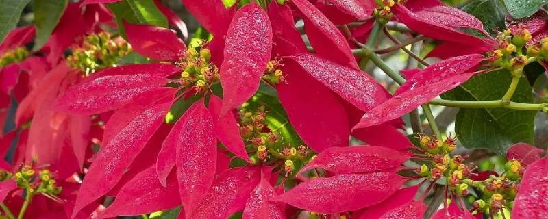 出猩猩可以红多久（出猩猩怎样更红）