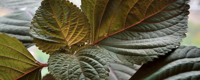 泡菜坛放紫苏叶后会有紫苏味吗（泡菜坛放紫苏叶后会有紫苏味吗）