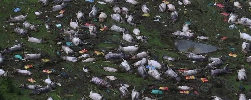 神魔养殖场678代表什么（神魔养殖场）