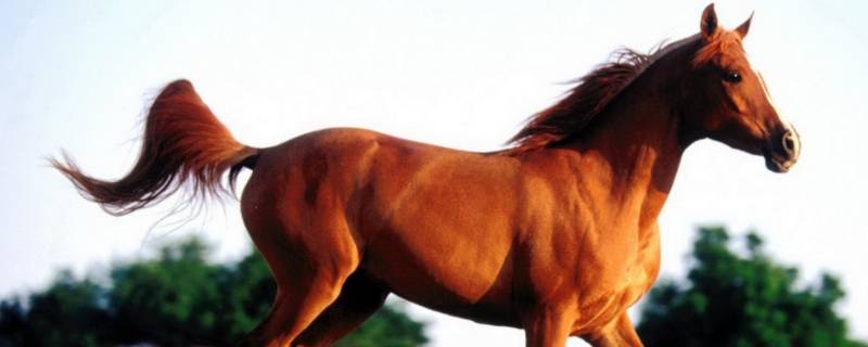 现生野马的趾数是 现生野马的趾数是多少