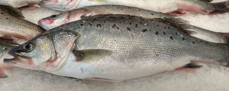 鲈鱼吃白条鱼吗（白条和鲈鱼）