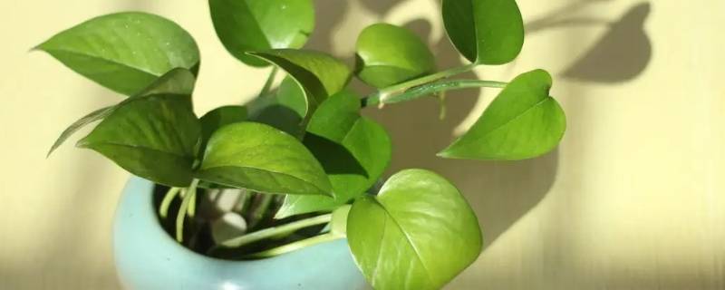 绿萝吸水盆外壳破了用什么代替（绿萝吸水盆外壳破了用什么代替养护）