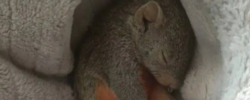松鼠一窝幼崽有的睁眼睛有的没睁（松鼠幼崽睁一只眼闭一只眼）