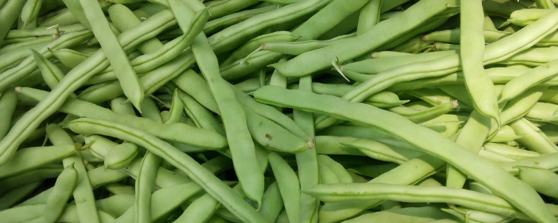 四季豆紫色和绿色的区别 紫色四季豆和绿色四季豆哪个口感好