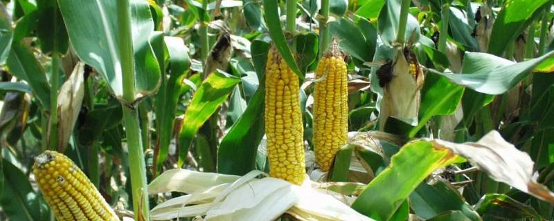 草莓玉米长花穗怎么不见玉米 玉米出天花了没结穗什么原因