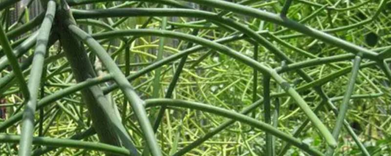 能监测水中石油的植物（能监测水中石油的植物有哪些）