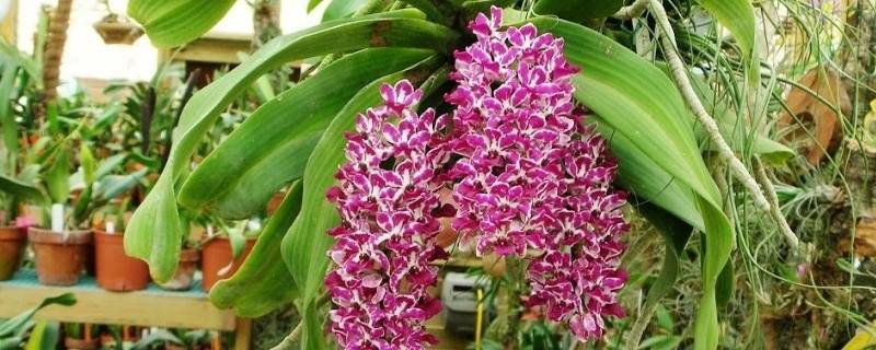 狐尾兰可以养在木桩上吗 狐尾兰可以养在木桩上吗