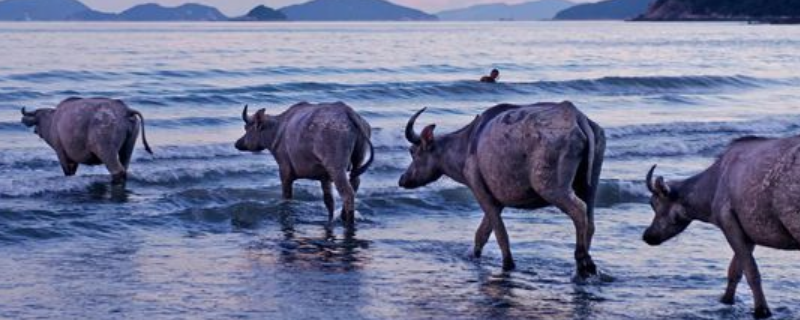 香港新界牛还在吗 香港新界