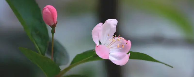 半枝海棠是什么意思 半枝海棠是什么意思啊