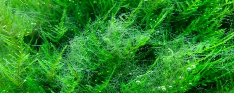 沾有刚毛藻的牛毛草还能用不（沾有刚毛藻的牛毛草还能用不锈钢盆吗）