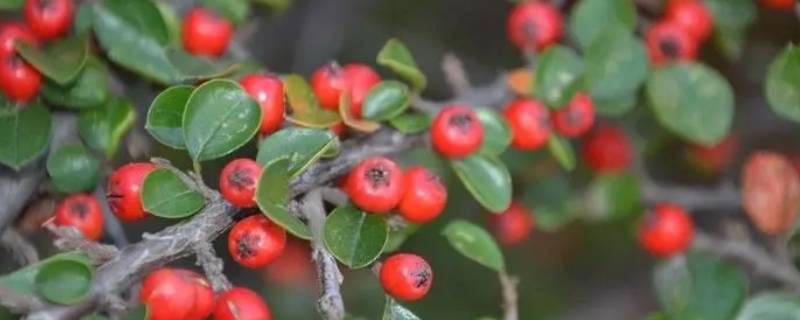 七彩大果荀子冬天会落叶吗 七彩大果荀子冬天会落叶吗