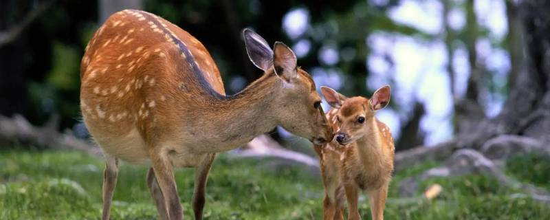 装饰画大鹿喂小鹿的寓意（装饰画大鹿喂小鹿的寓意是什么）