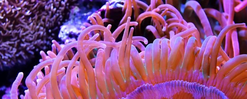 软体珊瑚喜欢什么造浪模式（软体珊瑚不用造浪可以吗）
