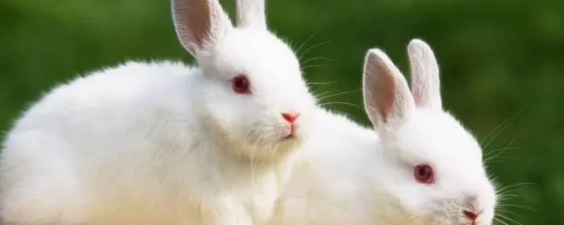 荣昌哪里可以治兔子 重庆荣昌哪里有卖兔子的