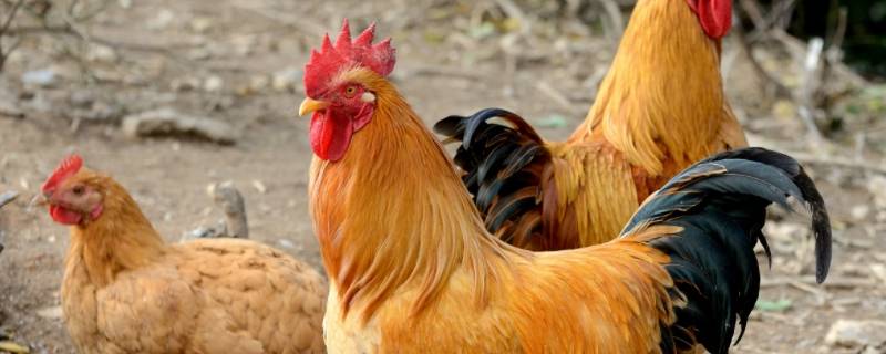 头戴花帽高高在上猜一字（猜字谜头戴一顶帽）