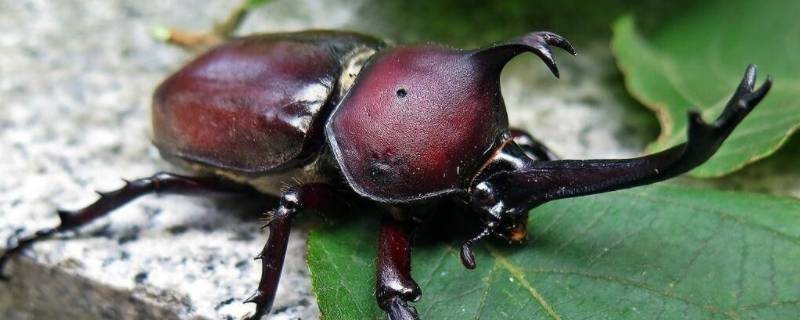 甲虫果冻多久喂一次（甲虫果冻多久喂一次好）