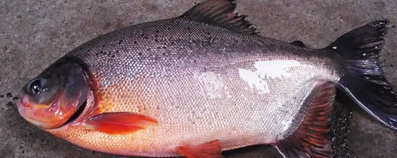 红鲳鱼塘会不会吃小鱼 红鲳鱼塘会不会吃小鱼虾