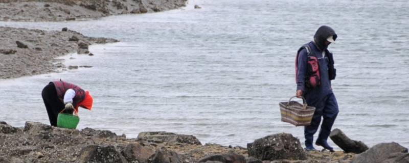 雾天赶海能抓到东西吗（雾天赶海能抓到东西吗视频）