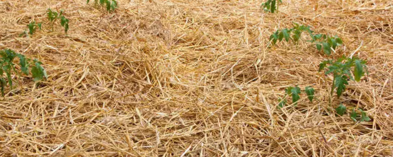 番茄秸秆的营养成分（番茄秸秆的营养成分含量）