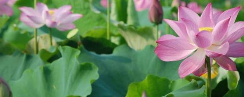 荷裙照水翩翩舞对什么句子