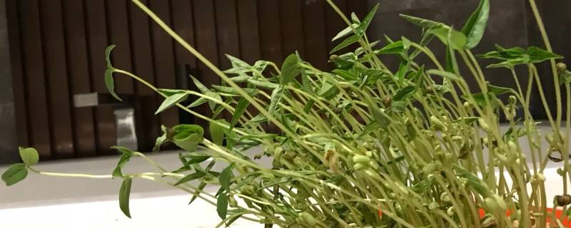 苦豆苗怎么制作的才能出来香味 苦豆怎么做香味才能出来