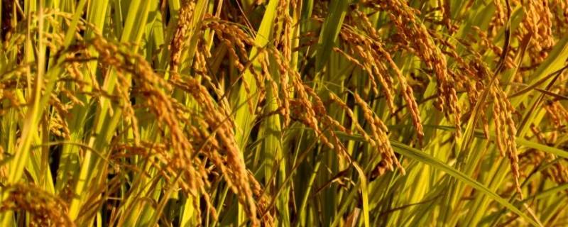 水稻分蘖盛期是百分之五十吗（水稻分蘖率一般是多少）