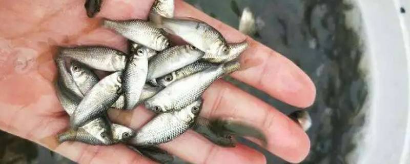 镇政府在我村小河投放鱼苗合法吗（河里投放鱼苗）