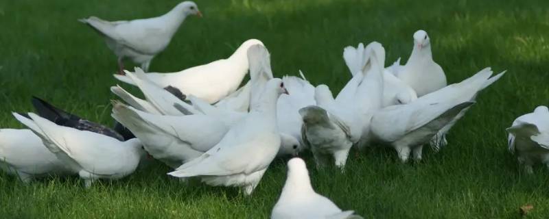 晚上鸽子关巢箱摸鸽子的原因 晚上鸽子关巢箱摸鸽子的原因是什么