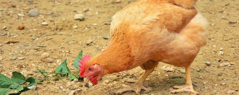 淘鸡用途 现在淘鸡什么价