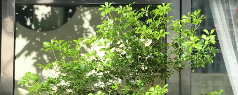 80cm马醉木需要多高的花瓶 装马醉木多高的花瓶合适