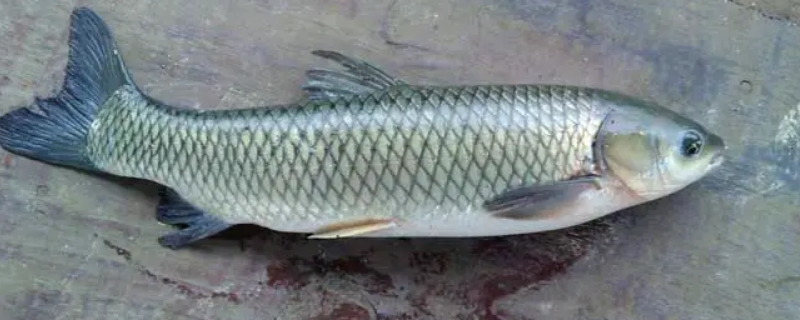 八公分的草鱼苗有多重（8厘米的草鱼大概有多重）