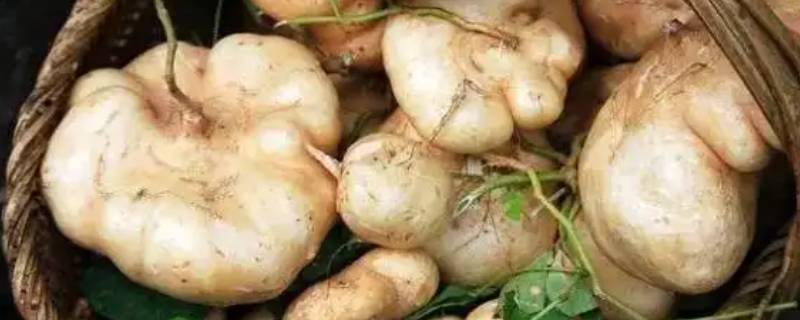 沙葛可以当盆景吗（盆景为什么都多用沙子栽培）