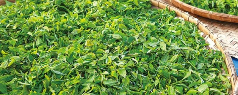 普洱大叶碧螺春为什么便宜 普洱龙井碧螺春哪个好