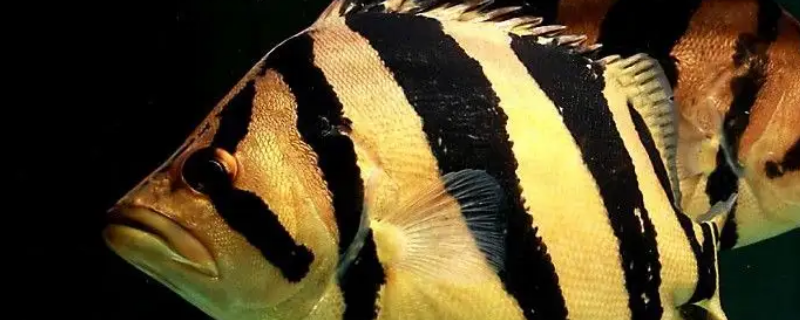 钻石眼的虎鱼能养活吗 钻石眼的虎鱼能养活吗视频