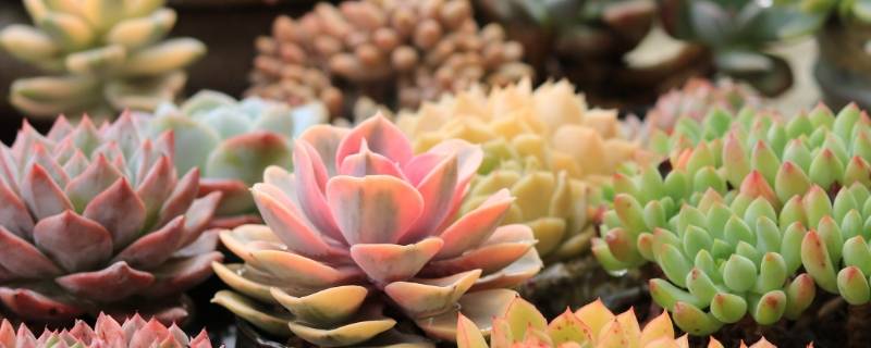 阳台老虎笼子养多肉要注意哪几条