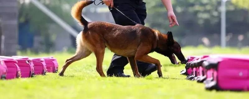 部队训犬的转业后能分到公安吗 武警部队训犬员有发展吗在部队