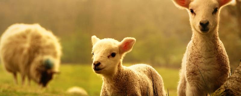 羊城暗哨代表什么动物 羊城暗哨暗夜