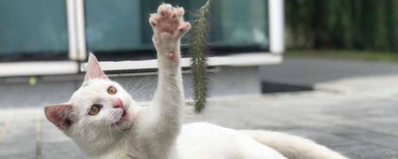 用脚跟猫玩会不会不好 猫为什么喜欢蹭脚