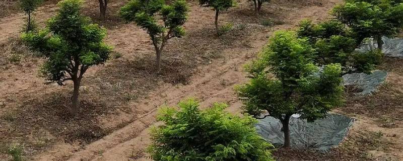 树葆的安装方法