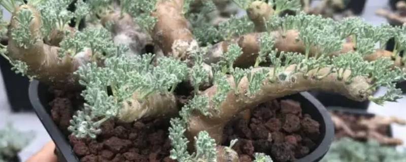 白皮月界喜光吗