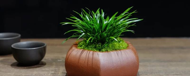 菖蒲里面有红虫是怎么回事（菖蒲上有小虫怎么办）