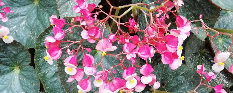 广州适合养竹节海棠吗（竹节海棠好养吗）